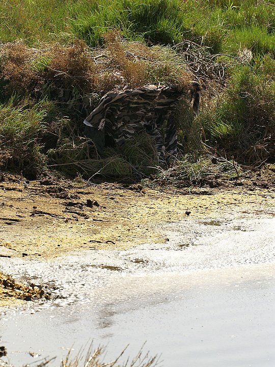 Ballerina gialla, cutrettola?